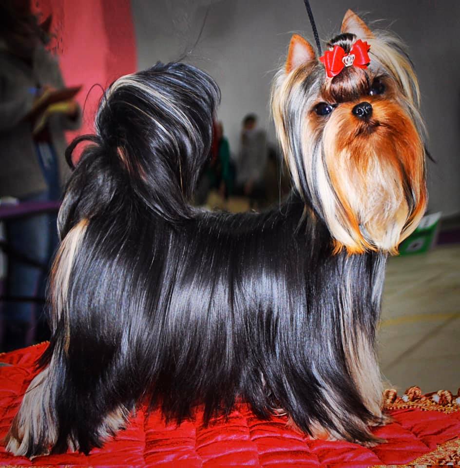  ROYAL BOUTIQUE CASANOVA — Labaza DogPedigree YorkshireTerrier