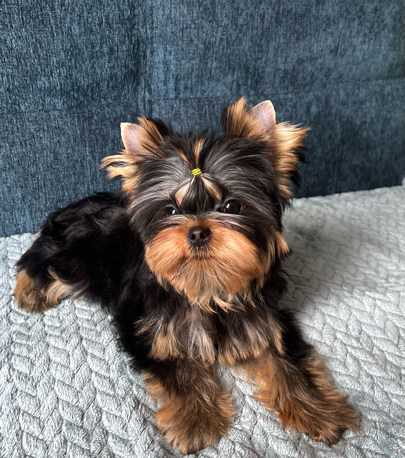 NUAR NOVELLA CHARM — Labaza DogPedigree YorkshireTerrier