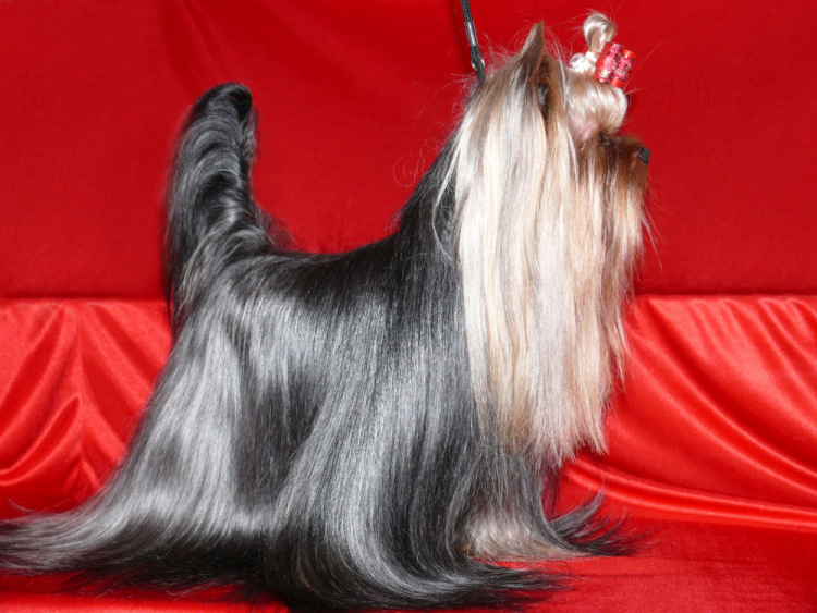 KENDOS KEEPER OF MY HEART — Labaza DogPedigree YorkshireTerrier