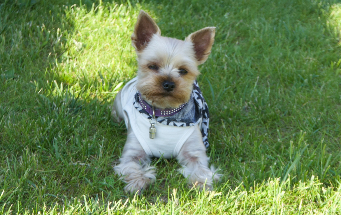 KING — Labaza DogPedigree YorkshireTerrier