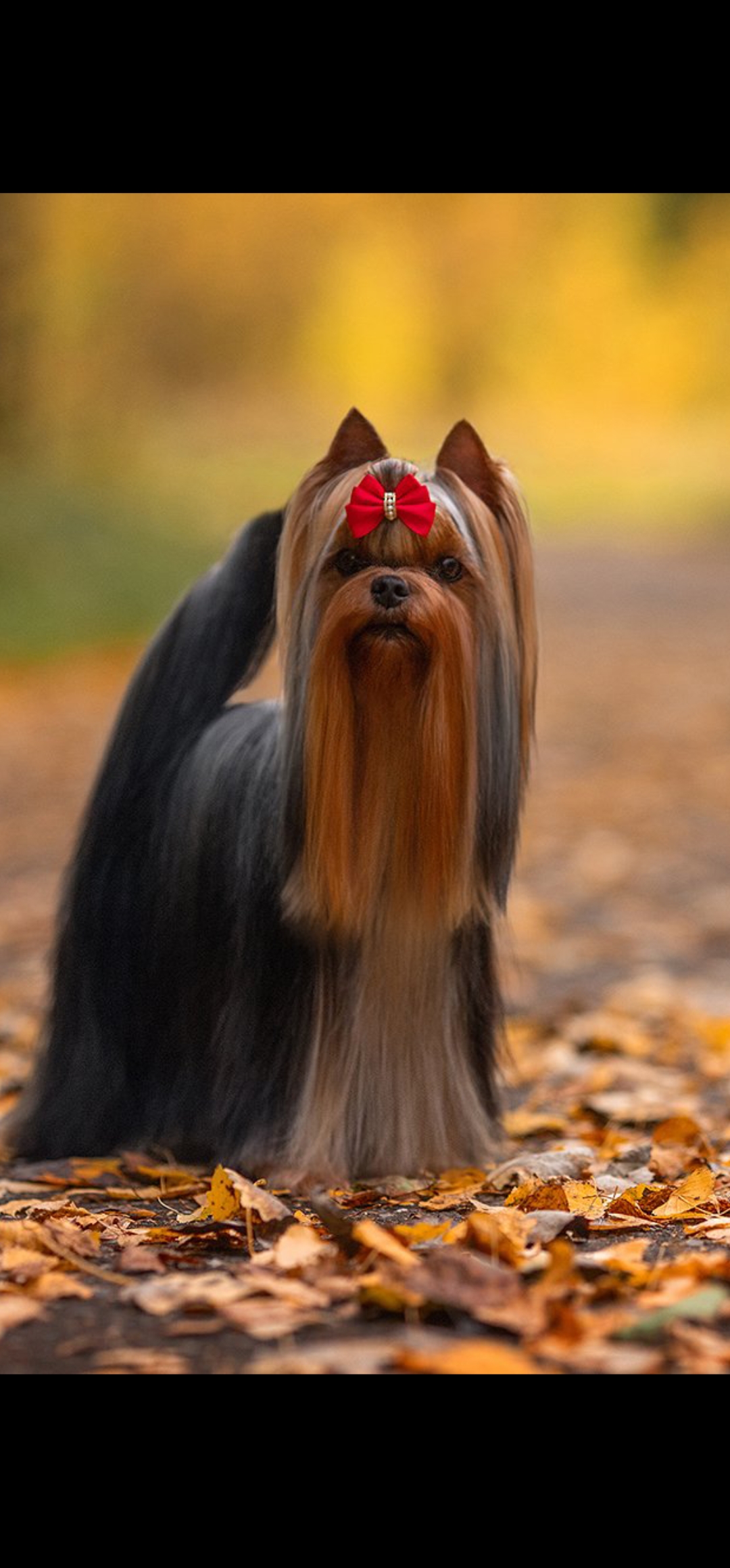  DAR PRISЕ JOKER — Labaza DogPedigree YorkshireTerrier