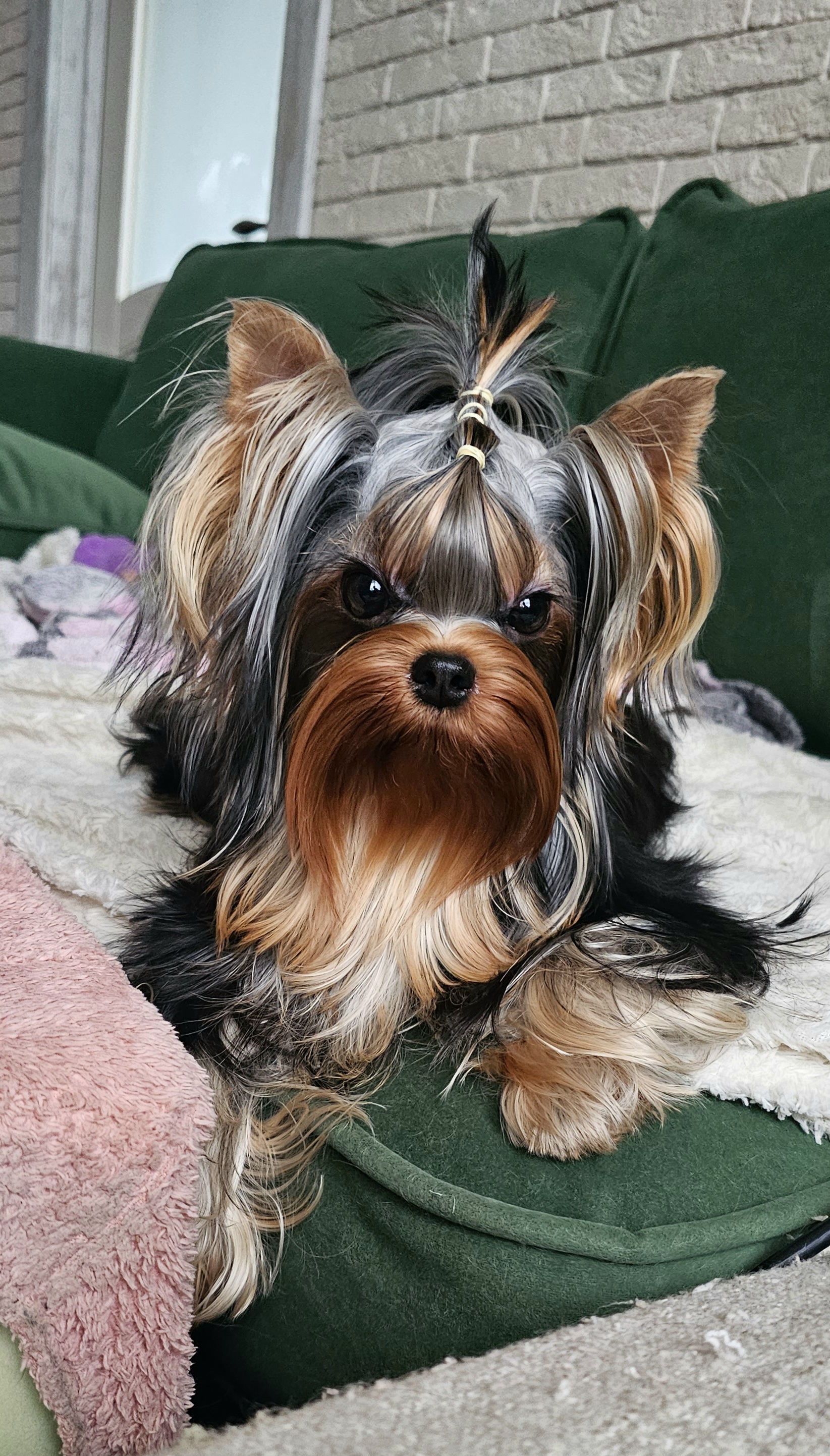  DAR PRISE KONTRABANDA — Labaza DogPedigree YorkshireTerrier