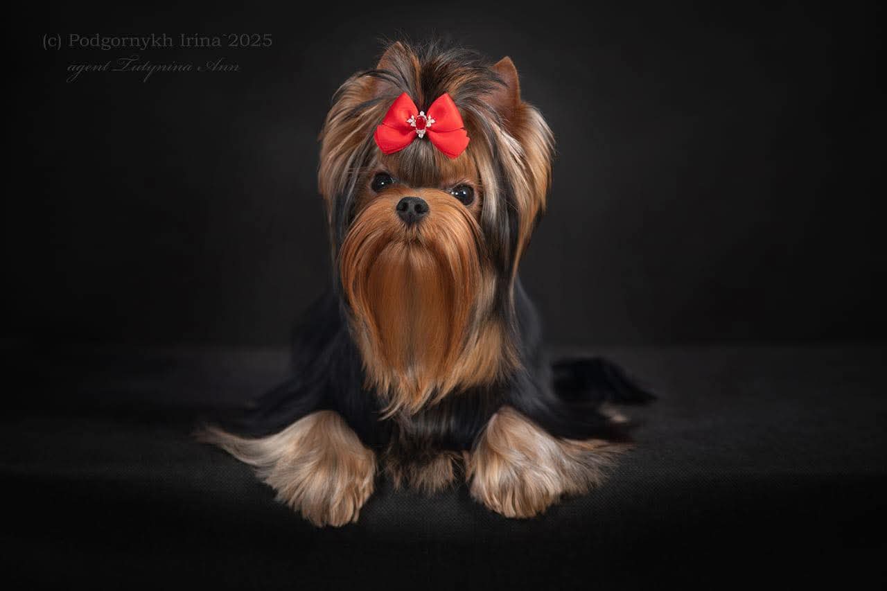 EXCELLENCE ABSOLUTE IN LOVE AGAIN — Labaza DogPedigree YorkshireTerrier