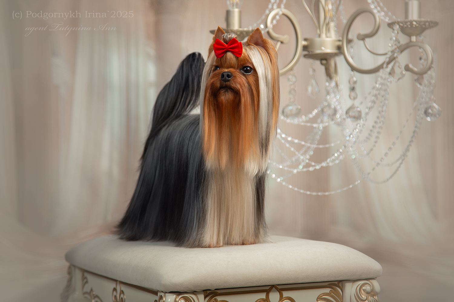  DAR PRISЕ JIOKONDA — Labaza DogPedigree YorkshireTerrier