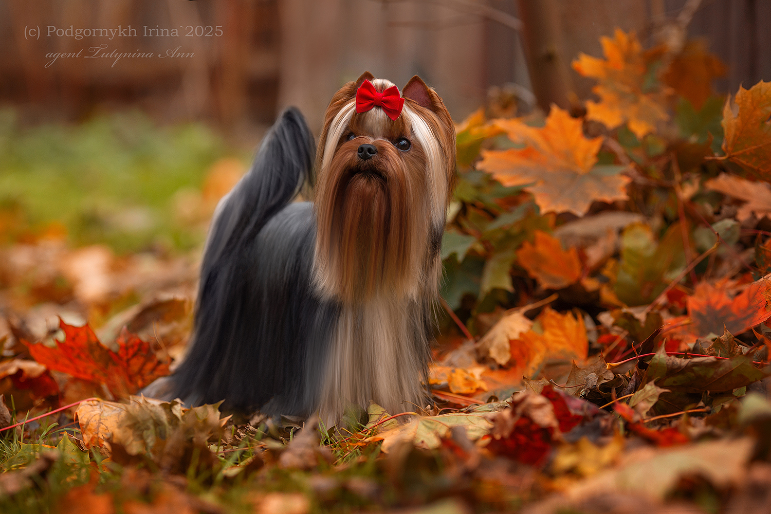  DAR PRISЕ INTRIGA — Labaza DogPedigree YorkshireTerrier