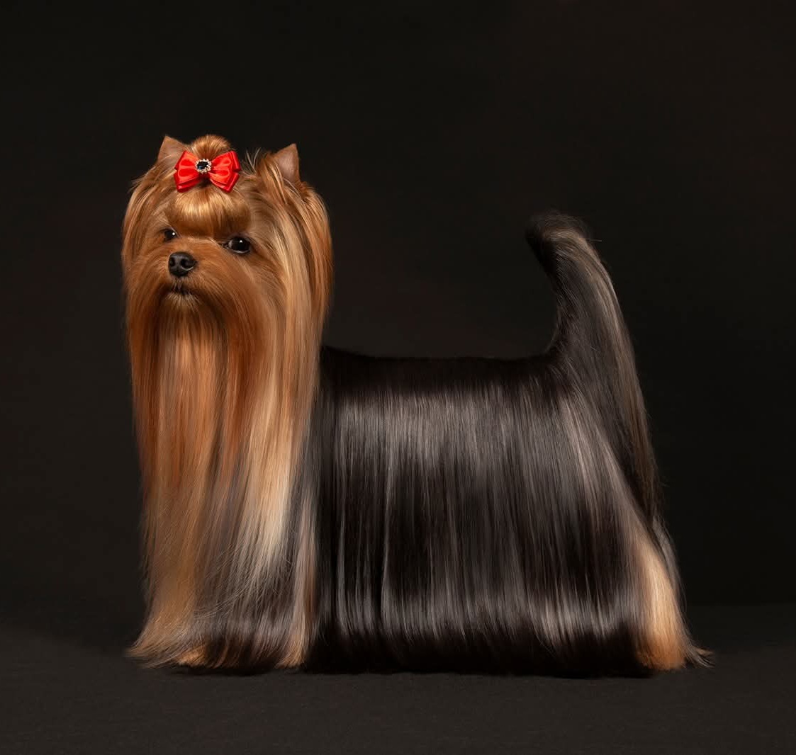 BALIANI WILD MUSTANG