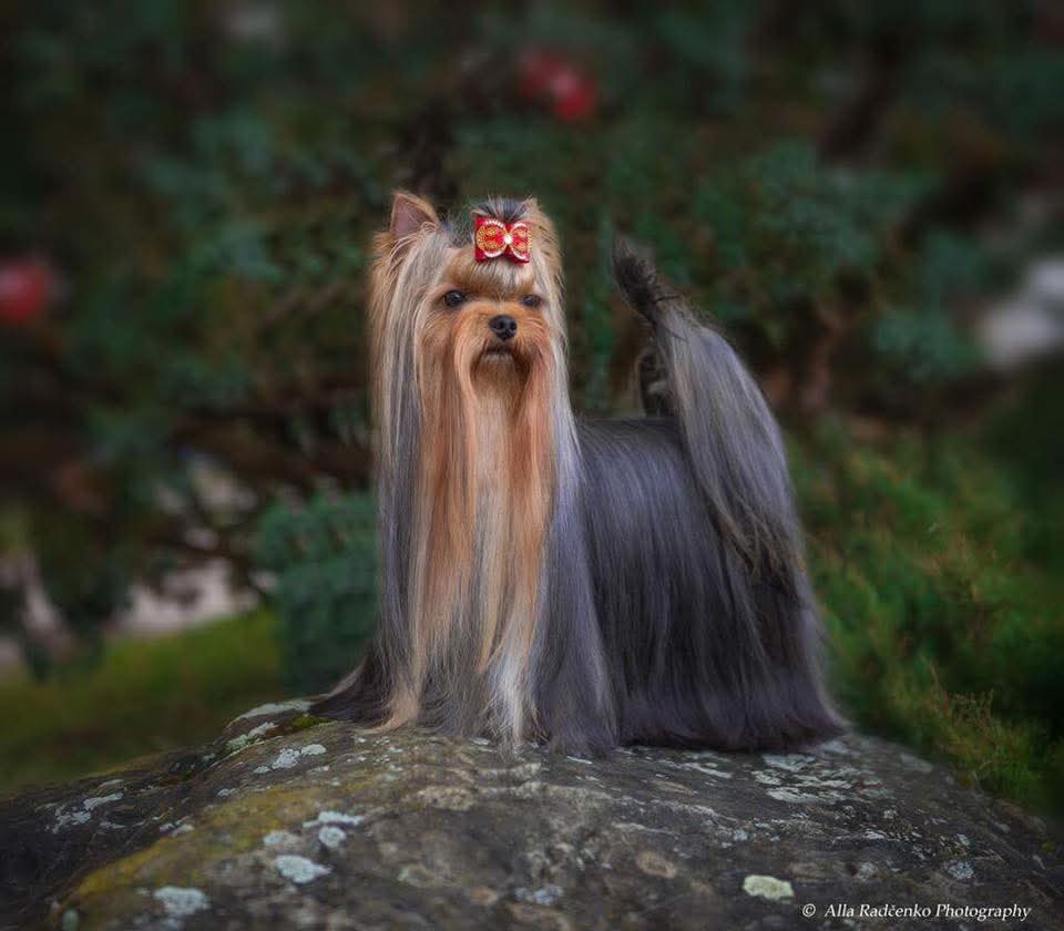  BALIANI ECLIPSE OF MY HEART — Labaza DogPedigree YorkshireTerrier