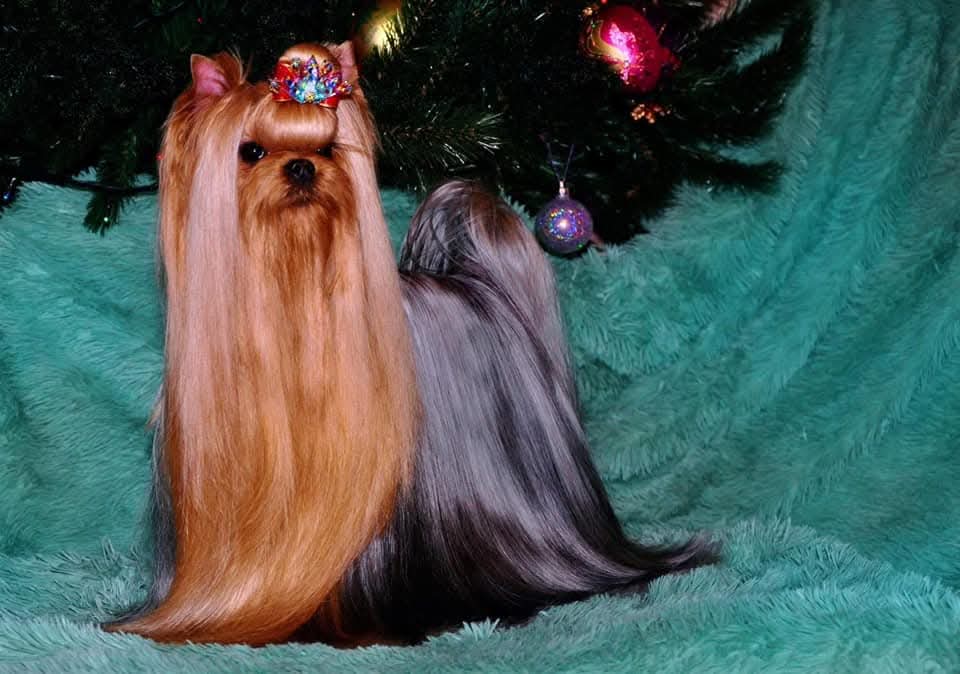 GRAND OVACIA VU-A-LA