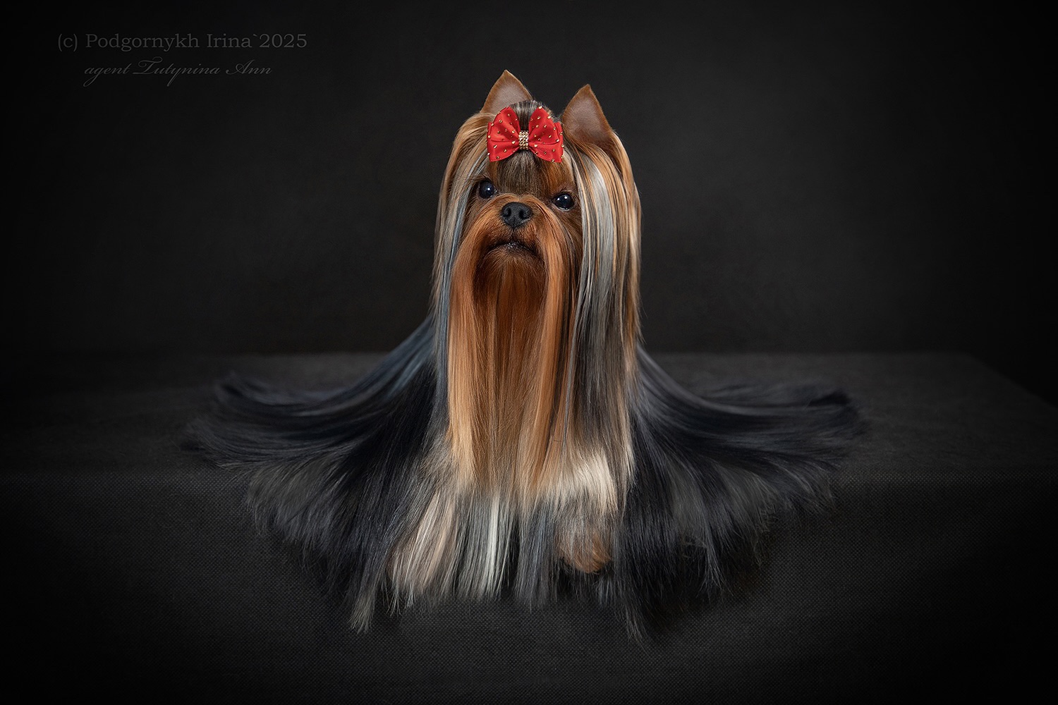 ENIGMA MON AMUR — Labaza DogPedigree YorkshireTerrier
