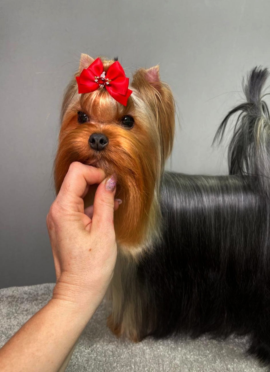 STREET FLASH STREET FLASH NARGIZ — Labaza DogPedigree YorkshireTerrier