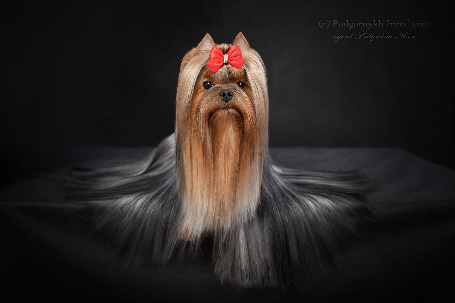 PALES OF TE VINDS PATTAYA — Labaza DogPedigree YorkshireTerrier