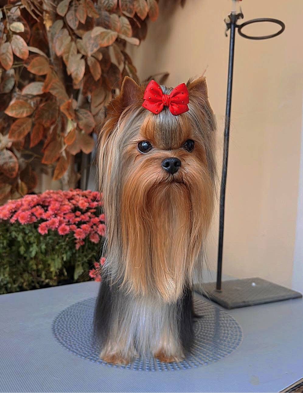 PALES OF TE VINDS HERITAGE — Labaza DogPedigree YorkshireTerrier