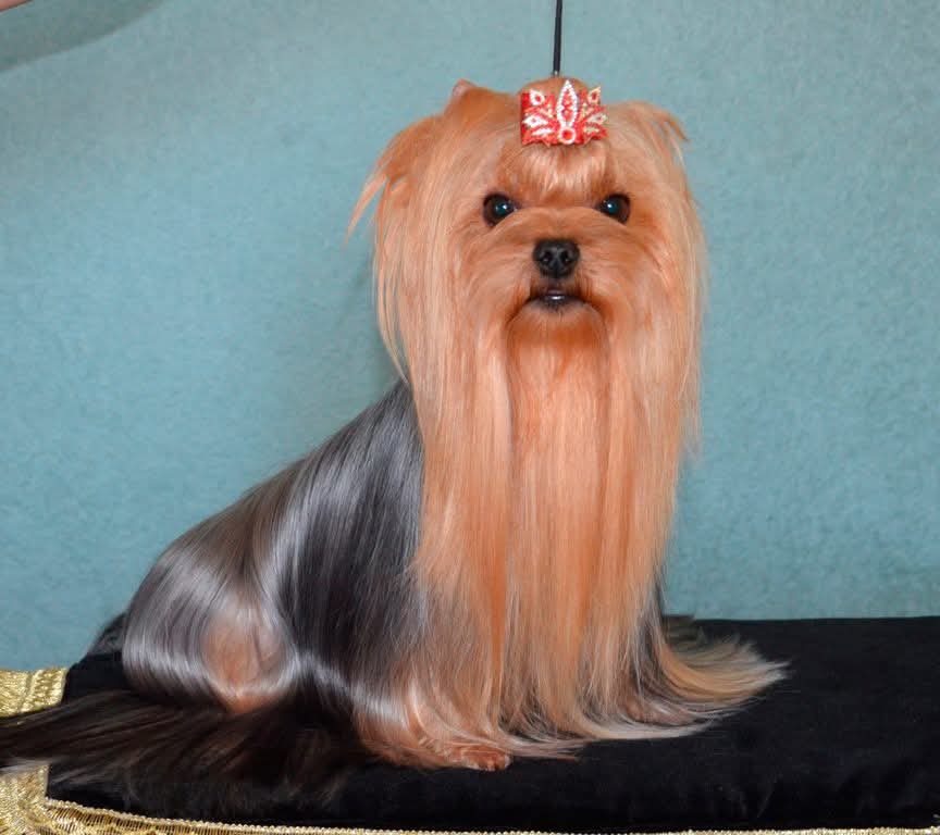  CREDO EXPERTO NOTRE SENSATION — Labaza DogPedigree YorkshireTerrier