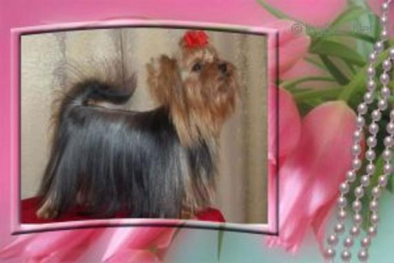 ELM DENDI WEST MINST — Labaza DogPedigree YorkshireTerrier