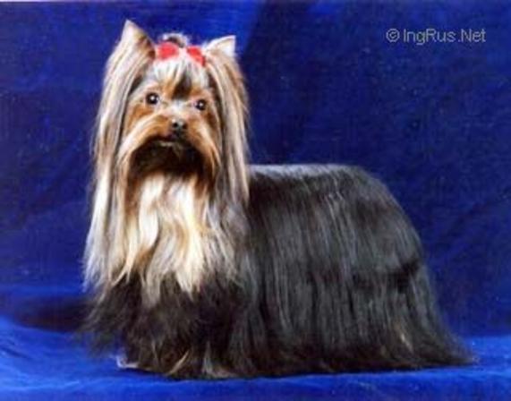 MINI SHOP SHOW NEW JOHNSON