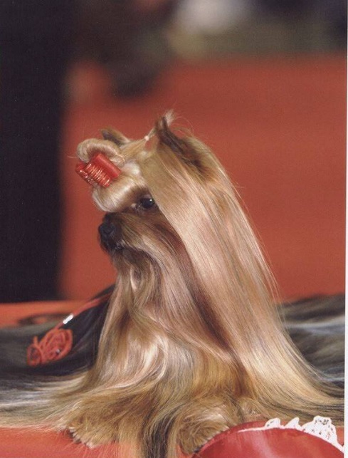 GUEMART MAGIC MILLIONAIRE