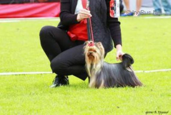 RIGAIR PAOLA GOLD COLLECTION