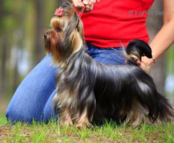 ELM DENDI HOZYAYKA MEDNOY GORY