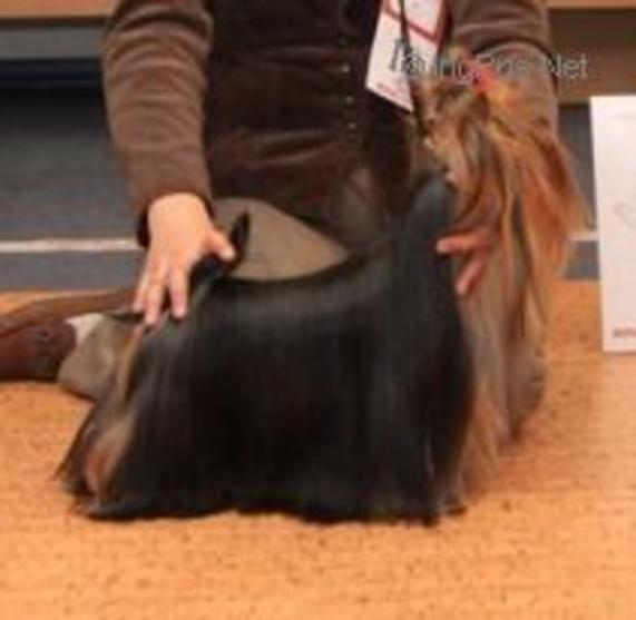 DURRER'S ENTERTAINER — Labaza DogPedigree YorkshireTerrier