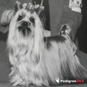  DURRER'S OWIE WOWIE — Labaza DogPedigree YorkshireTerrier