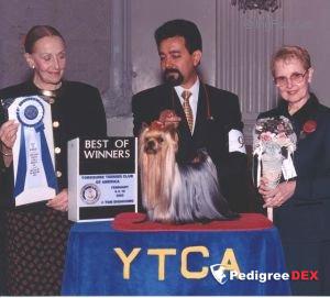 GUEMART'S SKY VIDEO — Labaza DogPedigree YorkshireTerrier