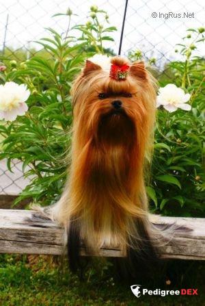 YELLOW LOLLIPOP STRIBRNE PRANI — Labaza DogPedigree YorkshireTerrier