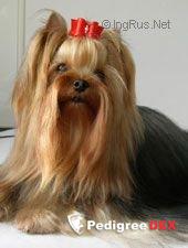 DE MAJODIAN ONE DESIRE