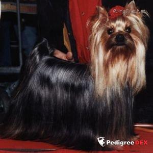  FRENCH KISS DE MAJODIAN — Labaza DogPedigree YorkshireTerrier