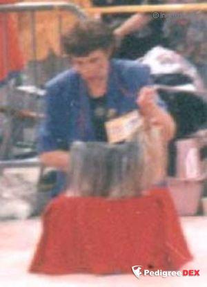 Durrer DURRER'S SO-FIS-TA KATE — Labaza DogPedigree YorkshireTerrier