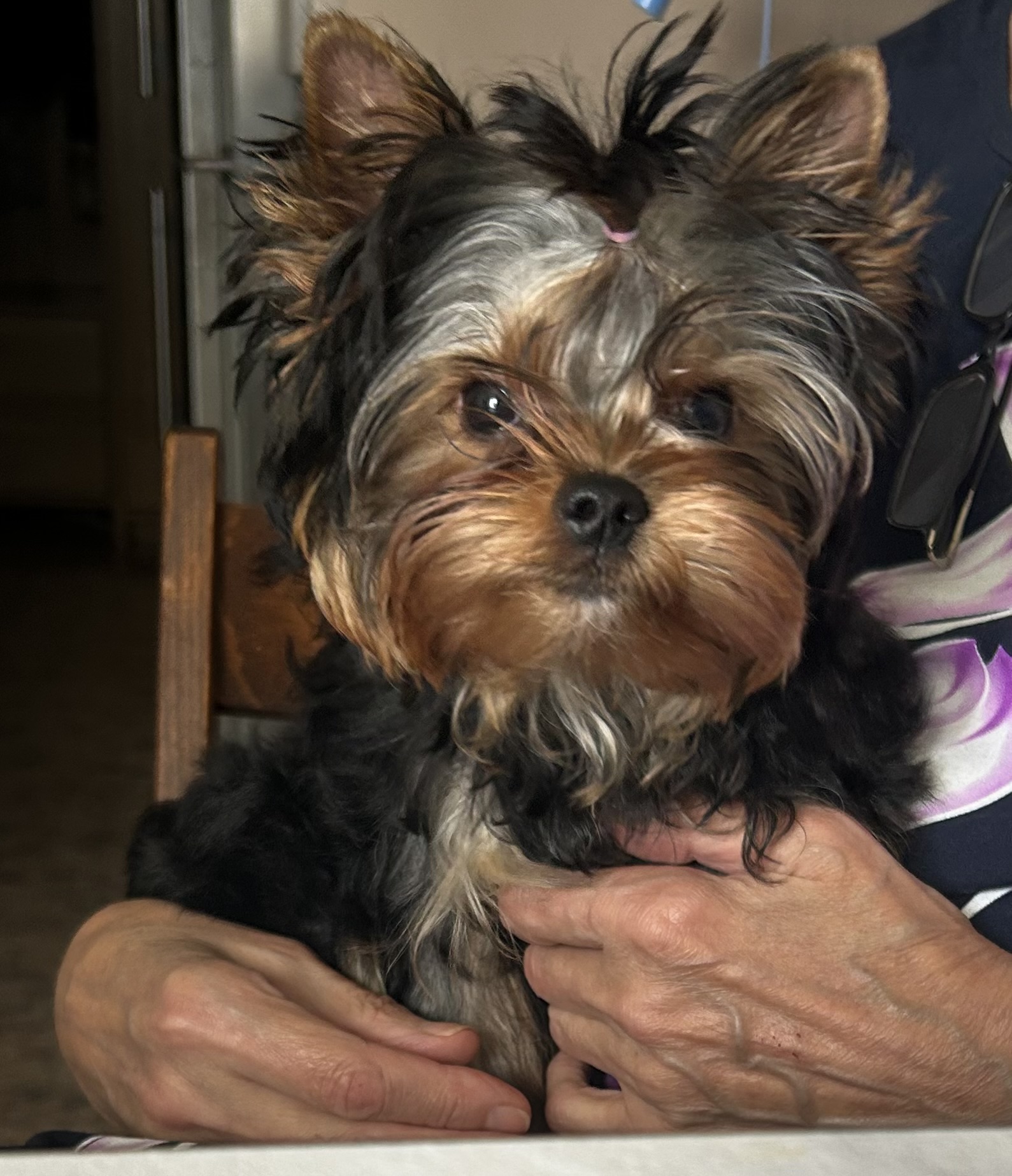 SHINING SHEIKH MAYBACH — Labaza DogPedigree YorkshireTerrier