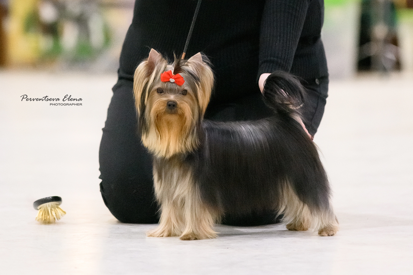  VIDEO STAR YANTAR — Labaza DogPedigree YorkshireTerrier