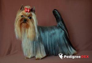 NEW BEAUTIFUL MAN BEST TRUMP