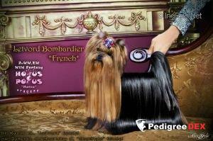  LETVORD BOMBARDIER — Labaza DogPedigree YorkshireTerrier