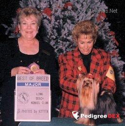  YORKBORO JOHNNY ANGEL — Labaza DogPedigree YorkshireTerrier