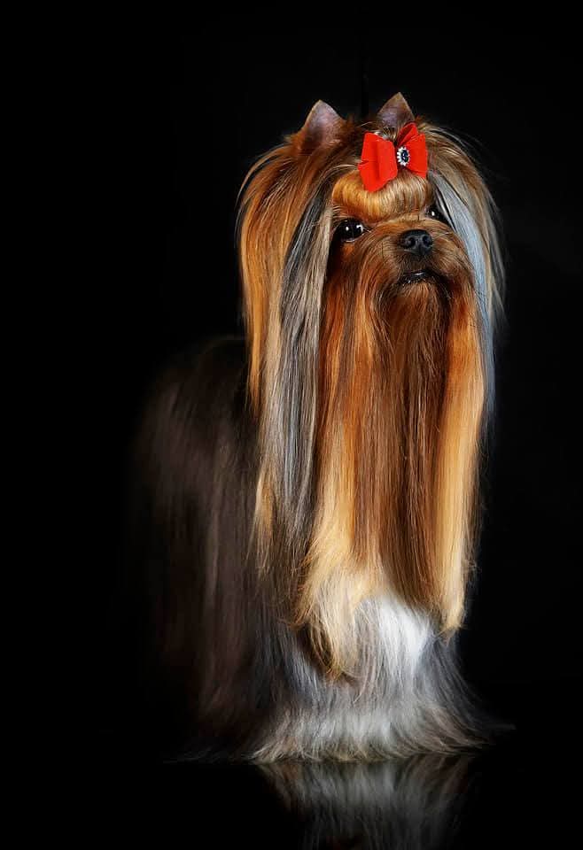 STJUMER'S OLE LUKOE — Labaza DogPedigree YorkshireTerrier