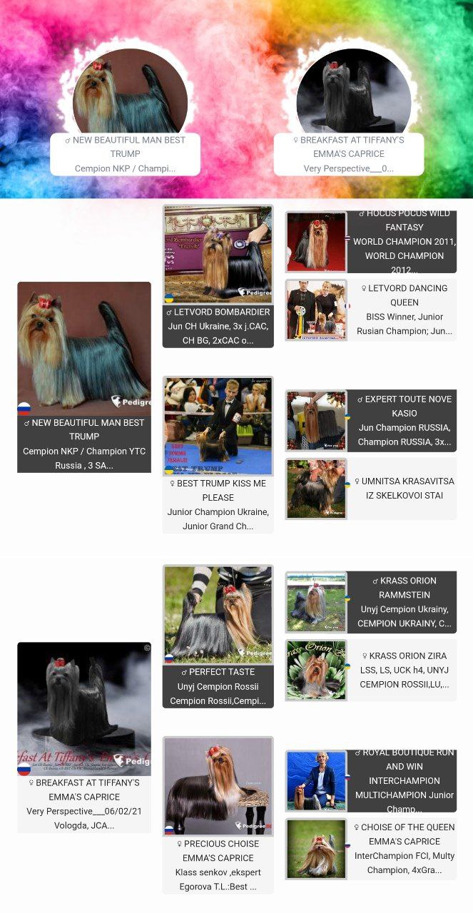 Emma`s Caprice NEW LOVE IN PARIS EMMA`S CAPRICE — Labaza DogPedigree YorkshireTerrier