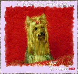 ULTRA-FANTASIE DU PUY DORE