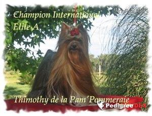 THIMOTHY DE LA PAM'POMMERAIE