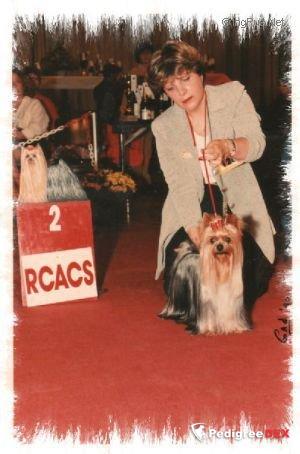 L'ARKANGE DU TREFLE A QUATRE FEUILLES