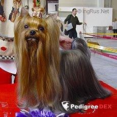  KENDOS ONE DIAMOND KISS — Labaza DogPedigree YorkshireTerrier