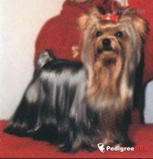  PARKSIDE'S PRIVATE COLLECTION — Labaza DogPedigree YorkshireTerrier