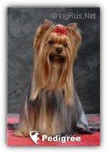 GUEMART'S GOLD CARD — Labaza DogPedigree YorkshireTerrier
