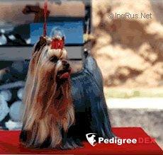  CASTLEFORDS MAJESTIC GLORY — Labaza DogPedigree YorkshireTerrier