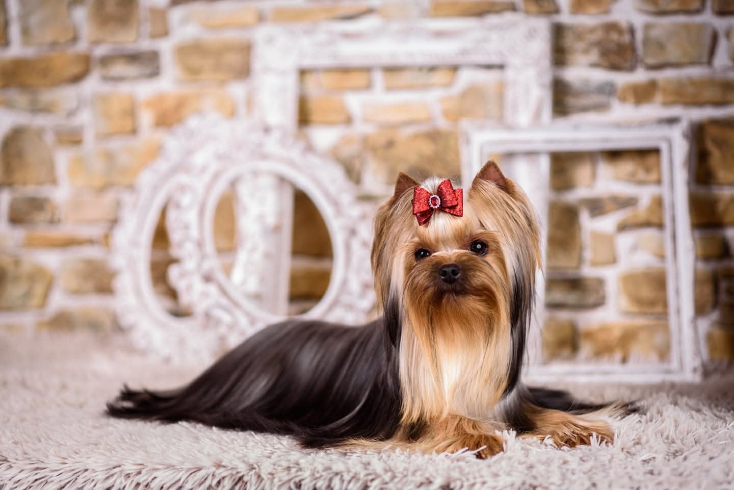 PICCOLI RUBINI DRAMA QUEEN — Labaza DogPedigree YorkshireTerrier