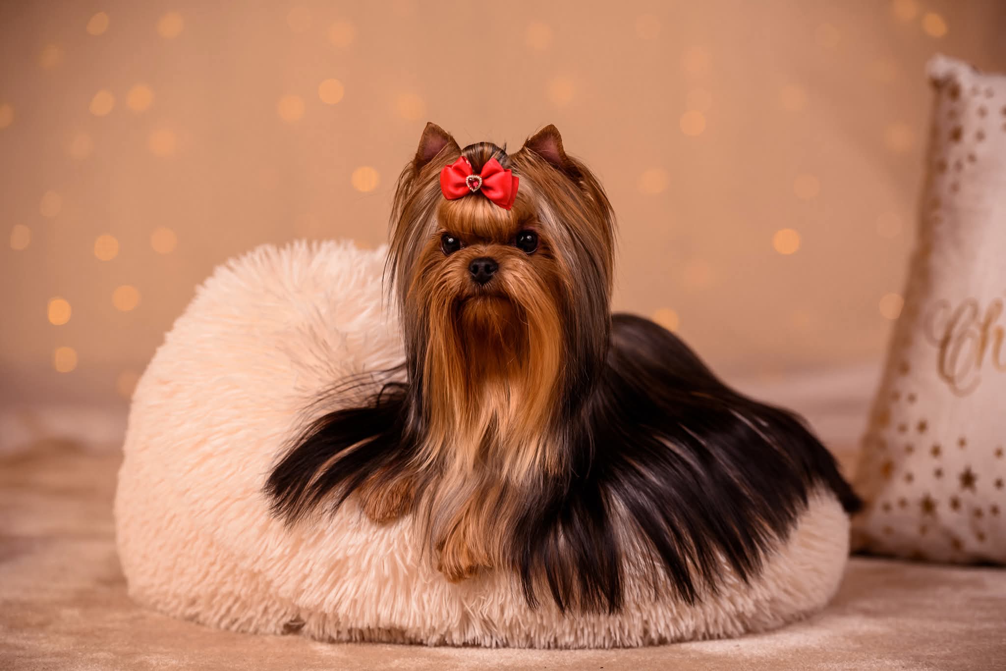 PICCOLI RUBINI FLAME IS MY NAME — Labaza DogPedigree YorkshireTerrier