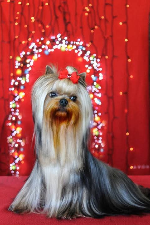  ANGEL AKWAMARIN DIADORA — Labaza DogPedigree YorkshireTerrier