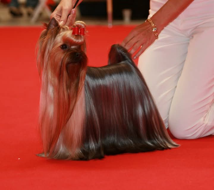 Mini Shop Vendetta — Labaza DogPedigree YorkshireTerrier