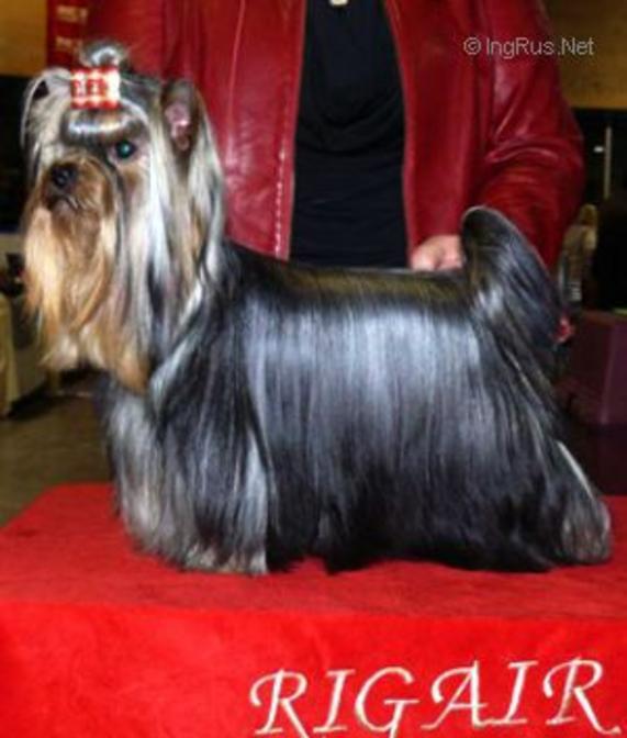 RIGAIR YABBA DABBA DOO