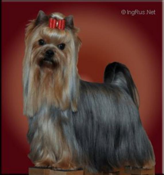  DURRER'S TAKE NOTICE — Labaza DogPedigree YorkshireTerrier