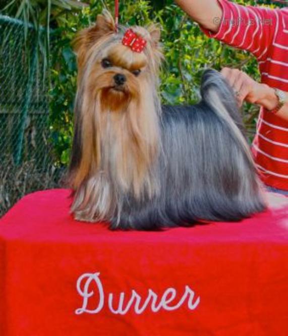 RIGAIR RIGAIR MARSHAL GZADA — Labaza DogPedigree YorkshireTerrier